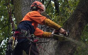 abattage de branches et d'arbre
