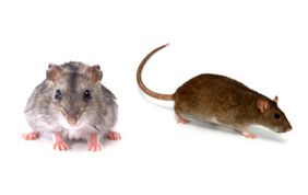 rats et souris