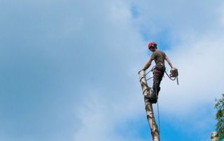 abattage arbre par démontage