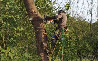 élagueur encordé à un arbre