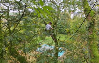 arboriste grimpeur en haut d'un arbre