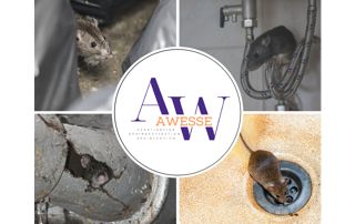rats et souris