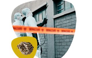 extermination nid de guêpes