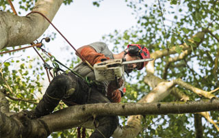 taille raisonnée de branches