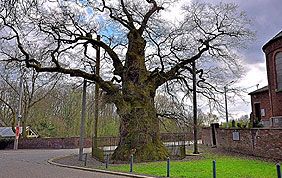 grand arbre malade