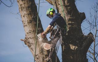 élagueur grimpeur dans un arbre