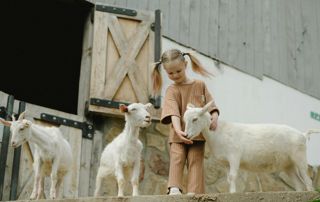 enfant avec des chèvres