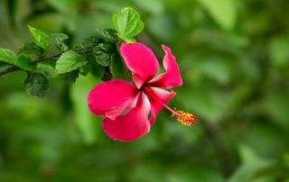 fleur rose vif