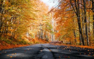 route bordée d'arbre automne