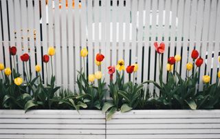 clôture en bois blanc et tulipes