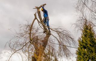 arboriste étêtant le sommet d'un arbre
