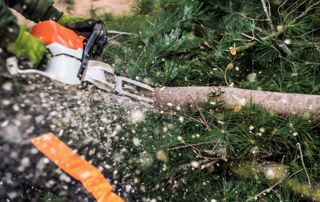 personne qui coupe un arbre avec une tronçonneuse