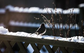 Jardinage : que faire en février ?