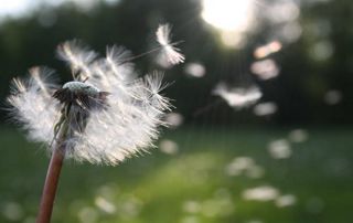 pollen fleur