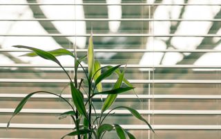 Stores avec une plante